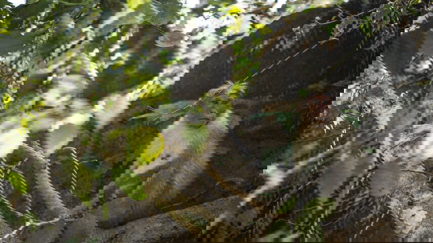 Southern India: West to East Coast