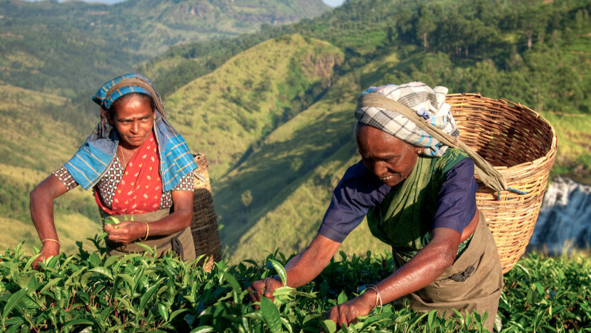 Sri Lanka: Leopard Safaris, Tea Highlands & Ancient Temples