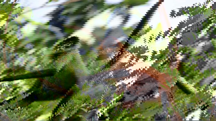 Signature: Costa Rica's Tortuguero, Arenal & Cloud Forests