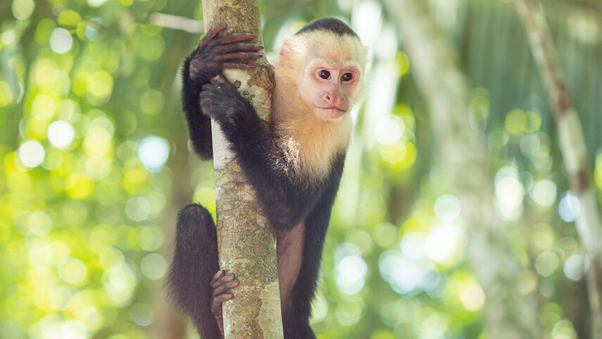 Costa Rica: Tortuguero, Arenal & Manuel Antonio