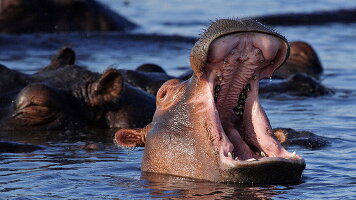 7 Day Complete Botswana: National Parks & Delta Wildlife (G Adventures)