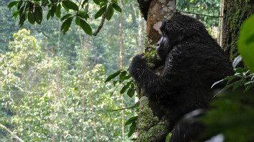 15 Day Kenya & Uganda Gorilla Overland: Forests & Wildlife Spotting (G Adventures)