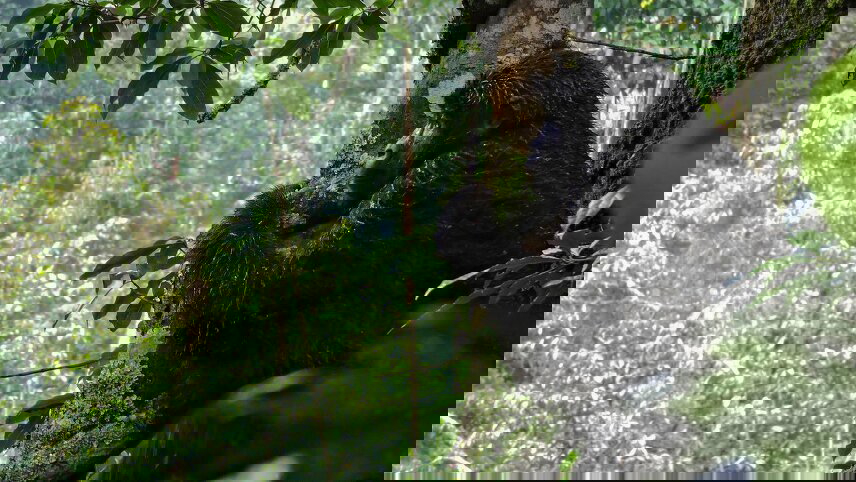 Kenya & Uganda Gorilla Overland: Forests & Wildlife Spotting