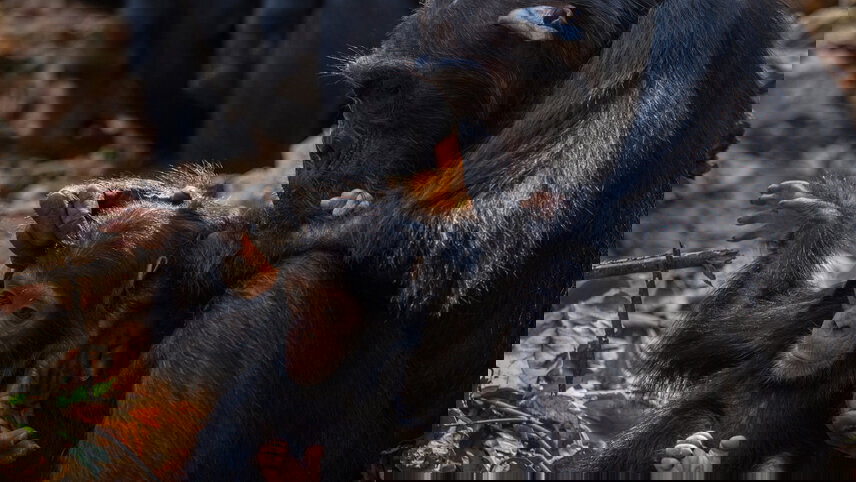 East Africa In-Depth