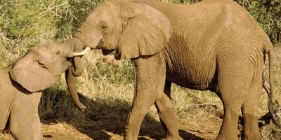 8 Day Journeys: Kenya Safari Experience (G Adventures)