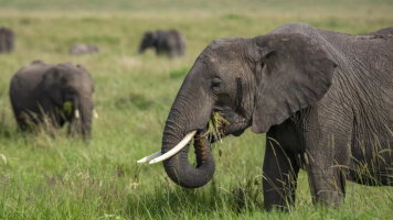 15 Day East Africa: Maasai Mara, Serengeti Safaris, & Island Paradise (G Adventures)