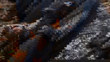 12 Day Masai Mara & Gorilla Adventure (G Adventures)