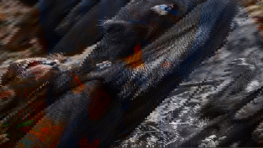 Masai Mara & Gorilla Adventure