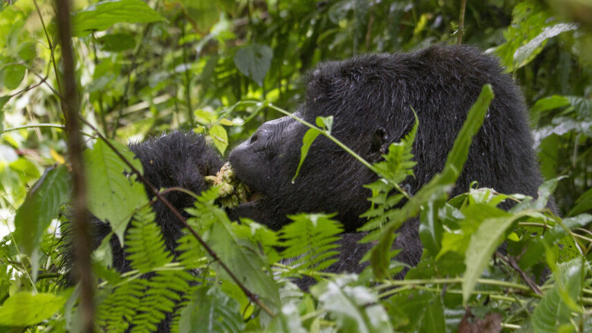 Kenya to Rwanda: The Maasai Mara, Gorillas & Chimps