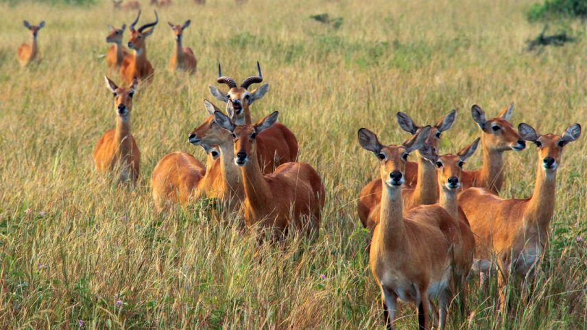 Kenya to Rwanda: The Maasai Mara, Gorillas & Chimps