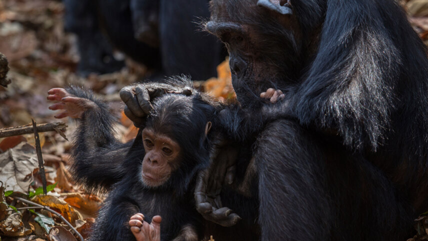 Kenya to Rwanda: The Maasai Mara, Gorillas & Chimps