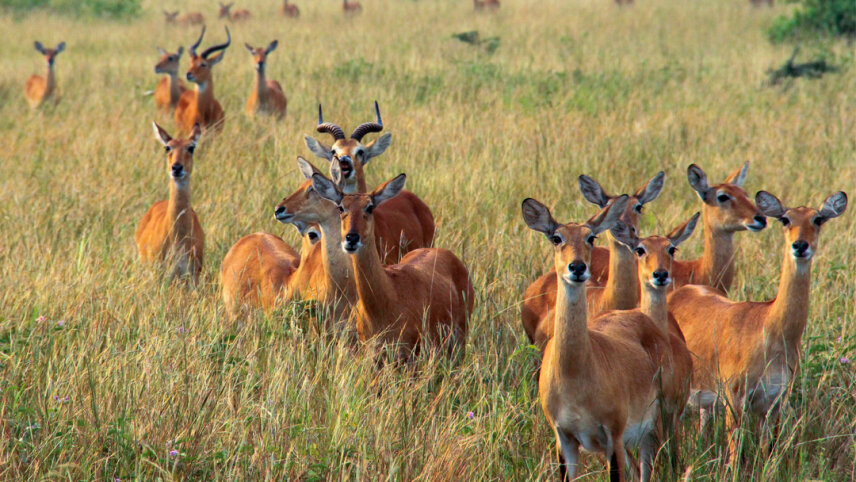 East Africa Discovery