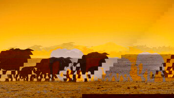 13 Day Wildlife of Kenya & Tanzania: Nakuru to Serengeti (G Adventures)