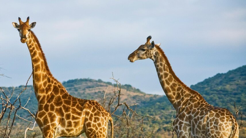 Kenya Overland: Safari Drives & National Reserves