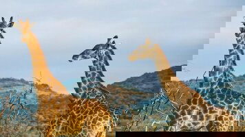 6 Day Kenya Overland: Safari Drives & National Reserves (G Adventures)