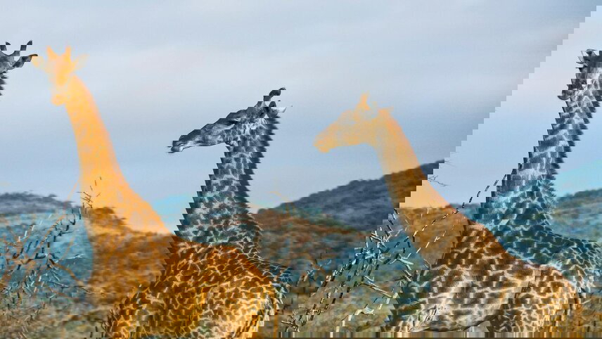 Kenya Overland: Safari Drives & National Reserves