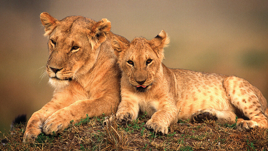 Signature: Kenya & Rwanda — From the Mara to the Mist