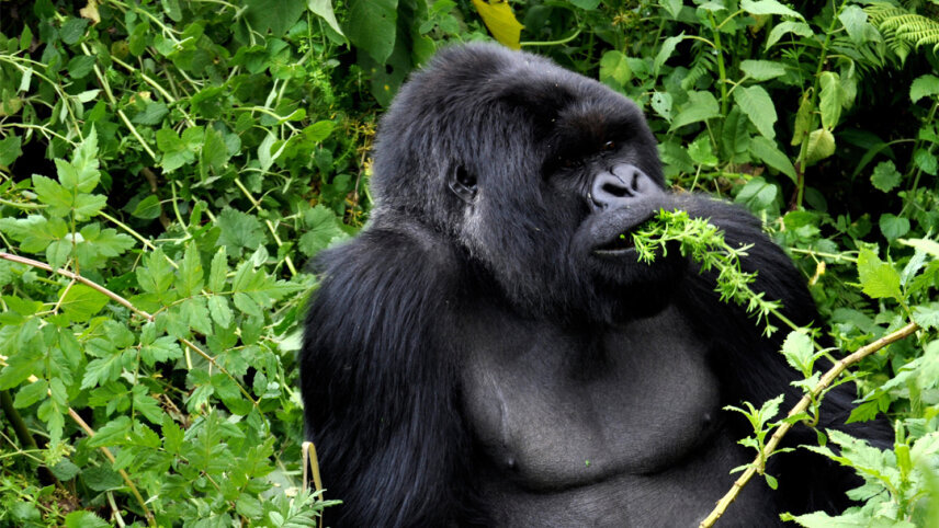 Signature: Kenya & Rwanda — From the Mara to the Mist