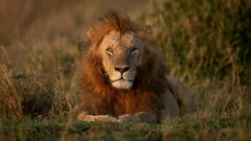 8 Day Signature: Kenya’s Wildlife & Cultural Heritage (G Adventures)