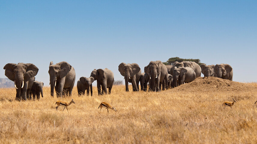 Kenya & Tanzania: Serengeti Safari Adventure