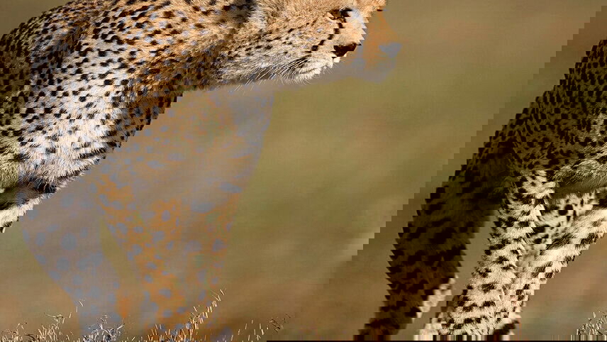 Unforgettable Kenya: Masai Mara & Lake Nakuru