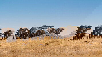 24 Day East Africa & Zanzibar Overland Safari & Participation Camping (G Adventures)