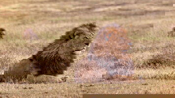 20 Day Kenya to Zimbabwe Overland Safari & Participation Camping (G Adventures)