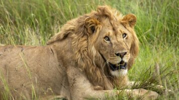 6 Day Wildlife & Coastal Wonders of Kenya: Tsavo to Watamu (G Adventures)
