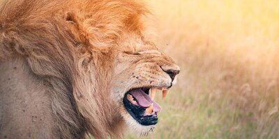 14 Day Kenya & Tanzania Camping Safari (G Adventures)