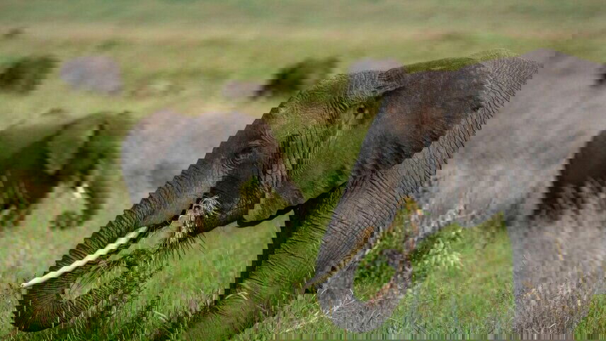 Kenya to Uganda Overland Safari with Participation Camping