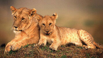 15 Day Kenya to Uganda Overland Safari with Participation Camping (G Adventures)