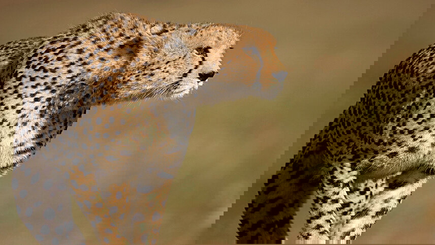 Kenya Camping Safari