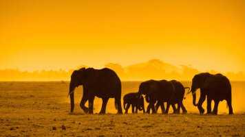 18 Day Kenya & Tanzania: Maasai Mara, The Serengeti & Zanzibar (G Adventures)