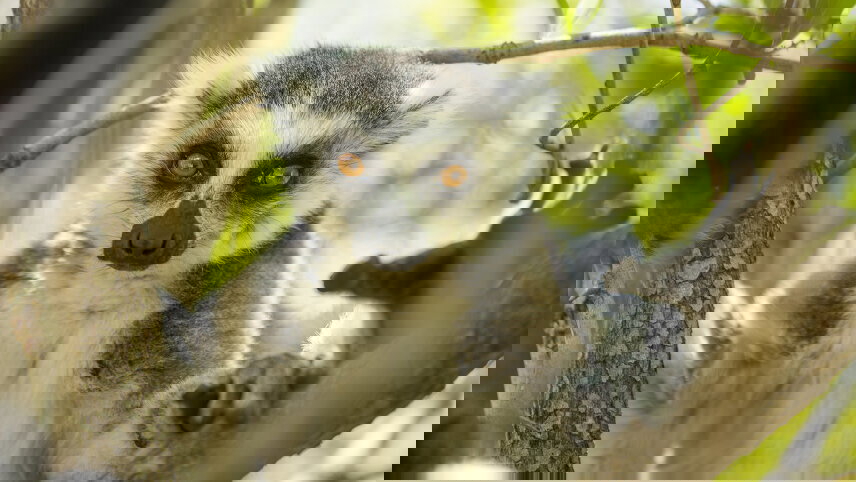 Highlights of Madagascar