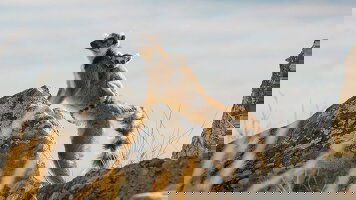 14 Day Highlights of Madagascar (G Adventures)