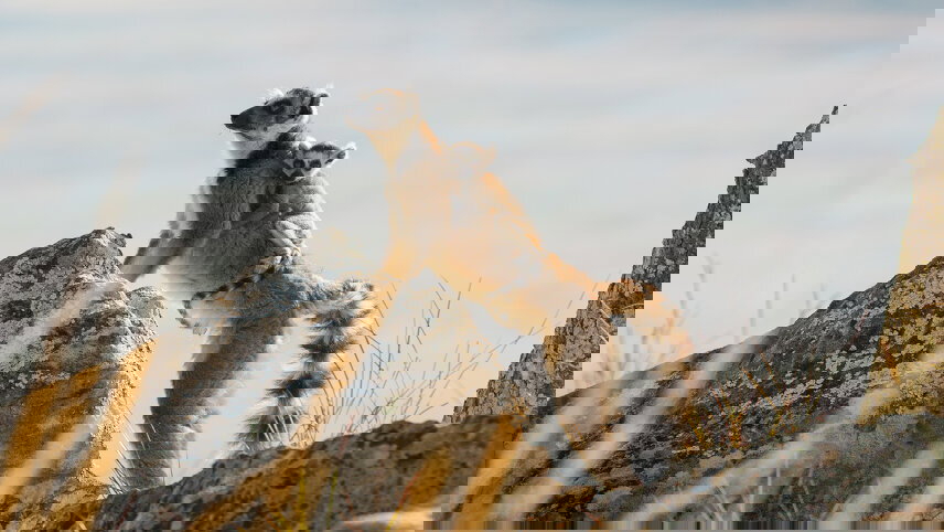 Highlights of Madagascar