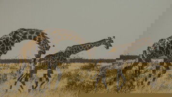 14 Day Namibia to Cape Town Overland Safari & Participation Camping (G Adventures)