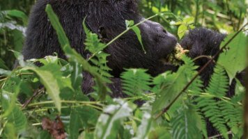 8 Day Journeys: Wild Encounters in Rwanda (G Adventures)