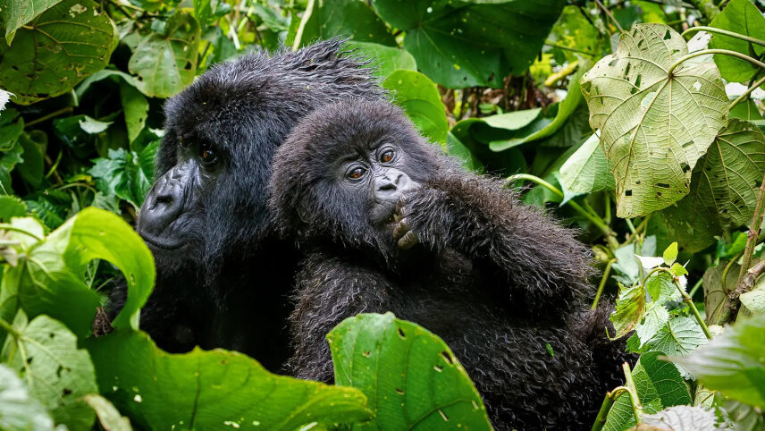 Signature: Rwanda's Primate Kingdoms