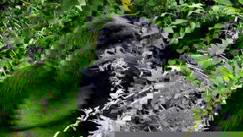 15 Day Journeys: Legendary Wildlife of Rwanda & Kenya (G Adventures)