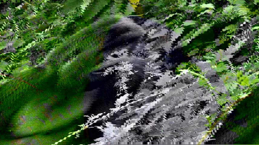 Journeys: Legendary Wildlife of Rwanda & Kenya