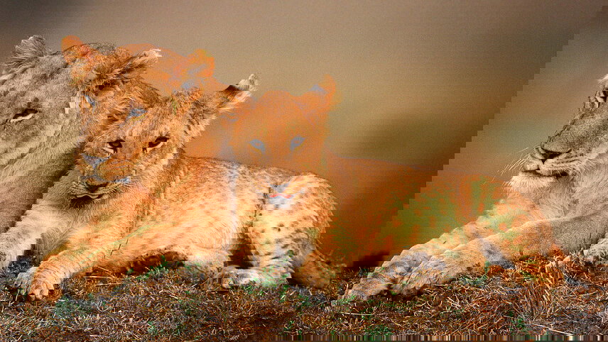 Journeys: Legendary Wildlife of Rwanda & Kenya