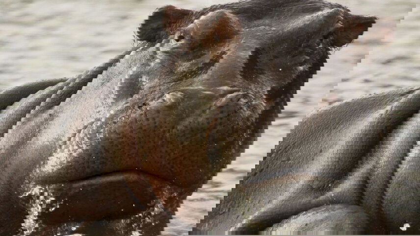 Journeys: Legendary Wildlife of Rwanda & Kenya