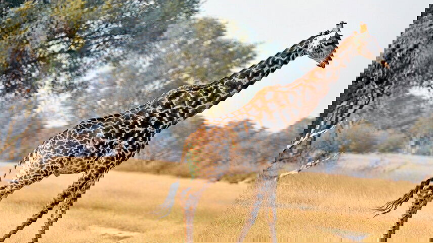 Best of Africa's Wildlife: Cape Town, Kruger, Hwange, & Chobe