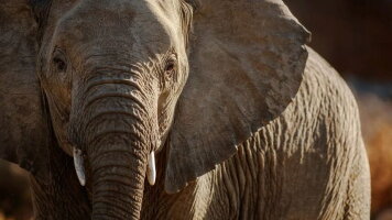10 Day Signature: South Africa from Cape Town to Kruger (G Adventures)
