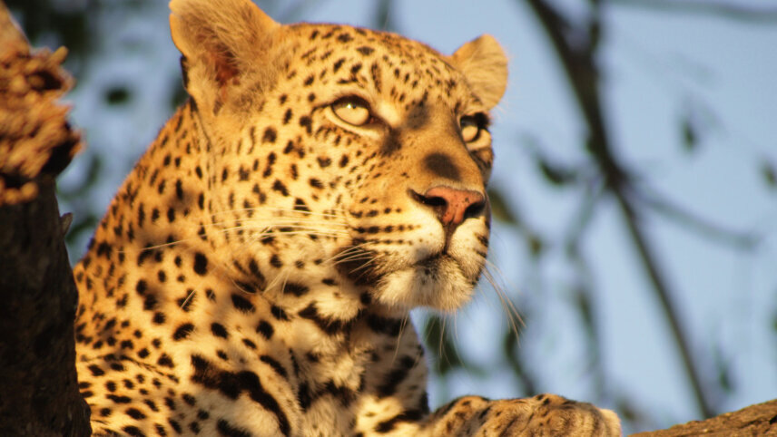 Signature: Southern Africa’s Highlights, Cape Town to the Okavango Delta