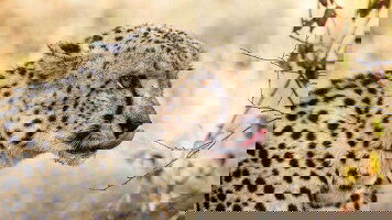 10 Day Best of South Africa (G Adventures)