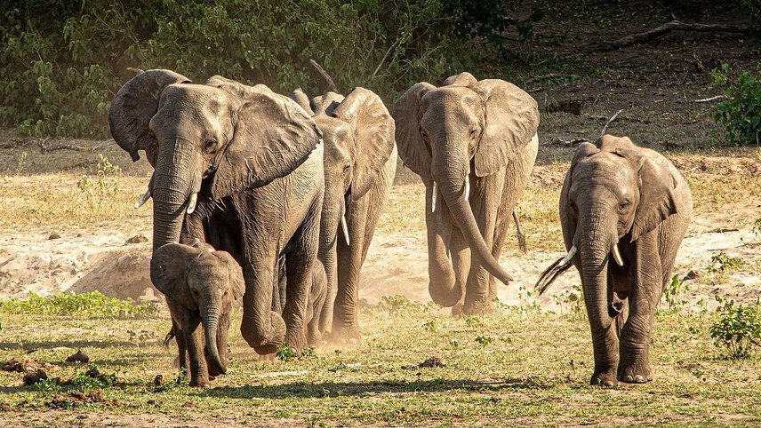 Cape Town to Victoria Falls Overland Safari