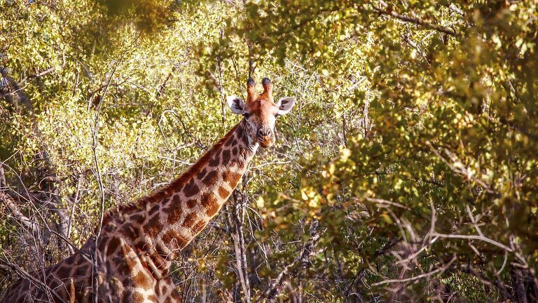 Highlights of Kruger National Park