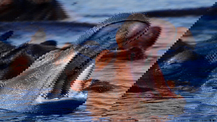 Signature: Southern Africa's Kruger, Chobe & Victoria Falls